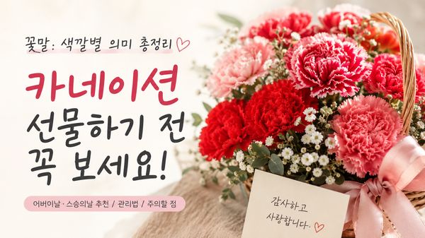 카네이션 꽃말 색깔별 의미 어버이날 스승의날 선물 관리법